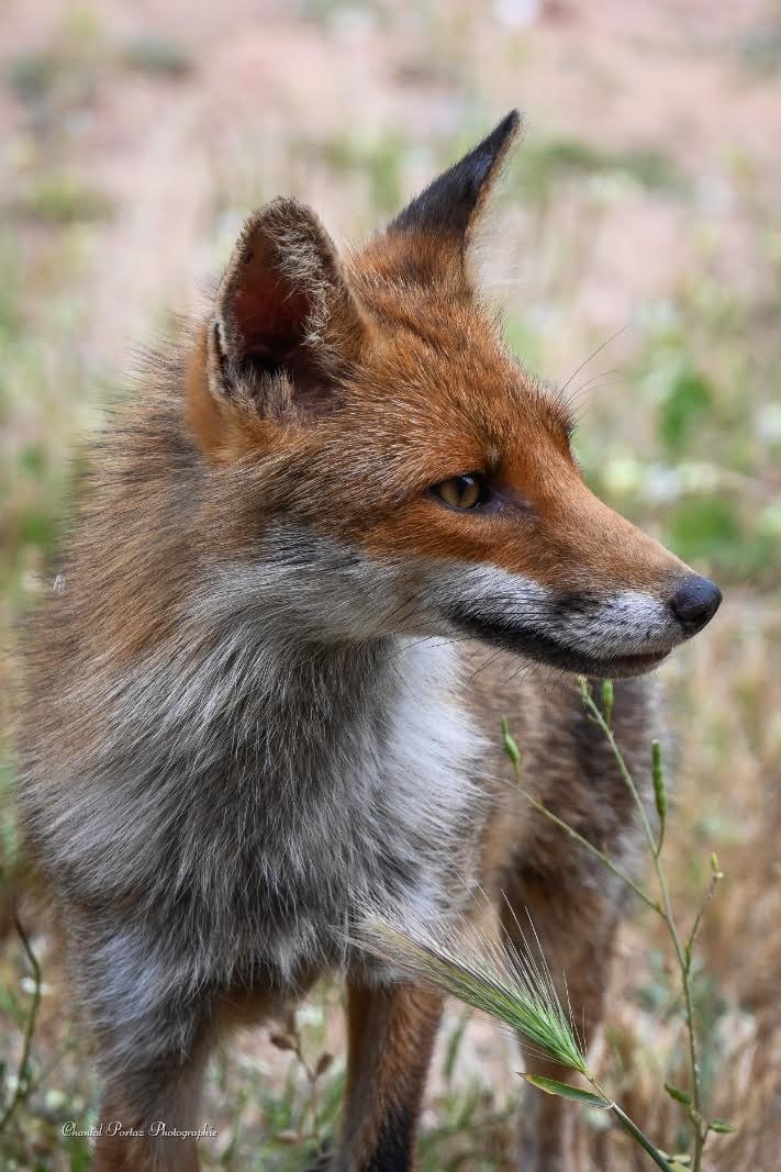 Le renard et les chats : une parenthèse de douceur à Porto-Vecchio