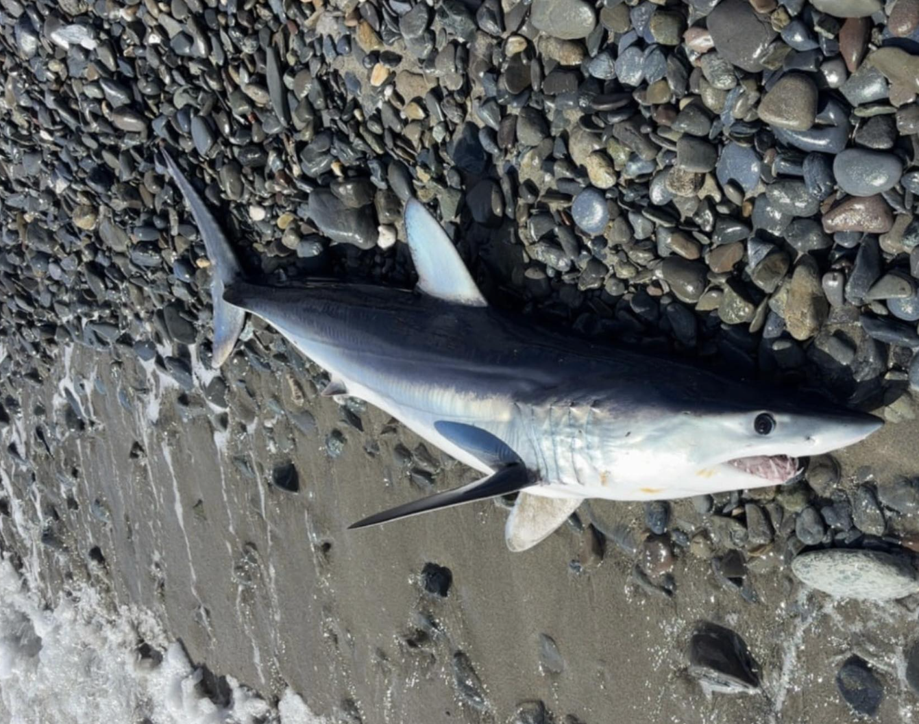 Un requin mako échoué à Santa-Maria-Poghju