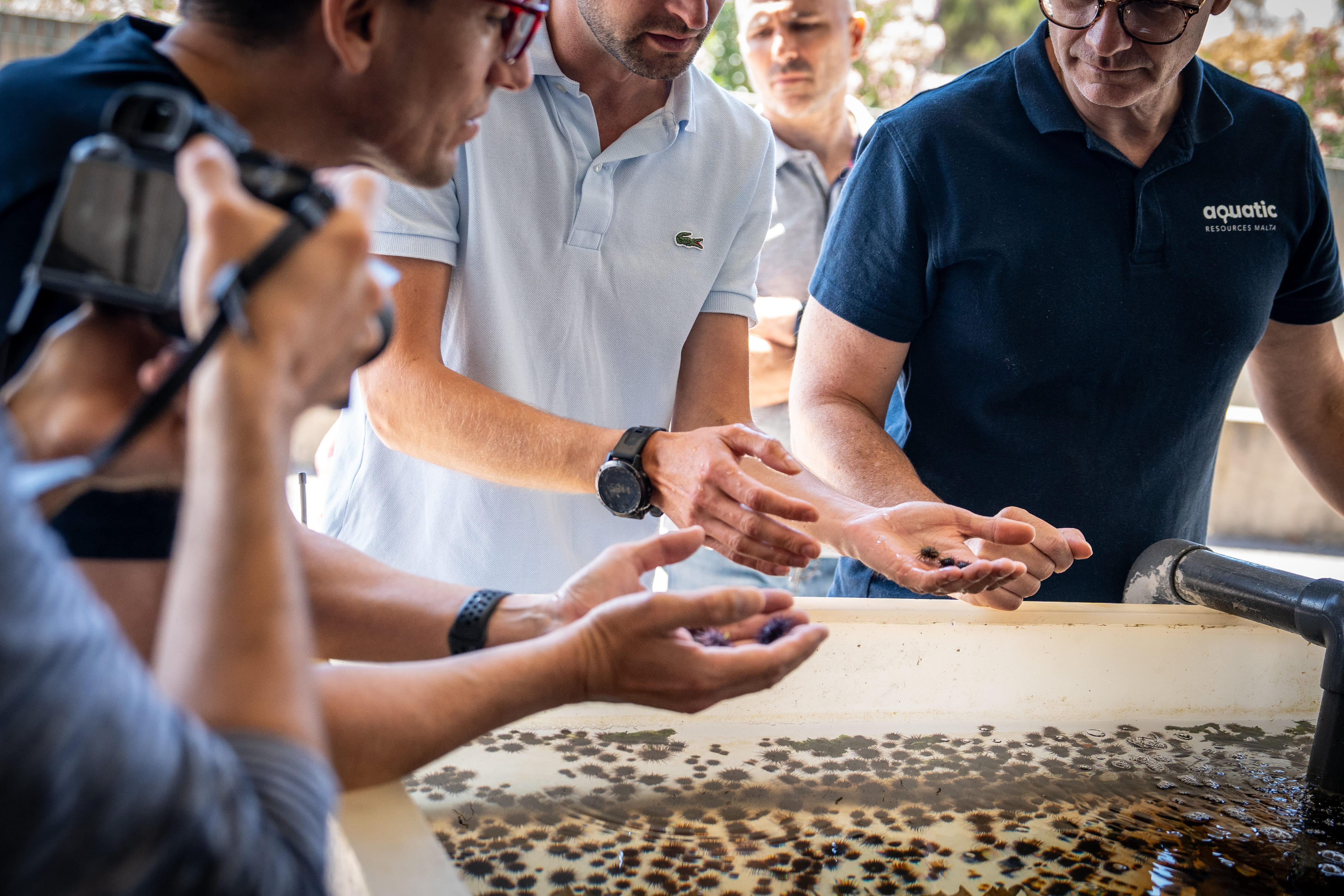 Stella Mare exporte son savoir-faire : une délégation maltaise vient voir ses oursins "made in Corse"