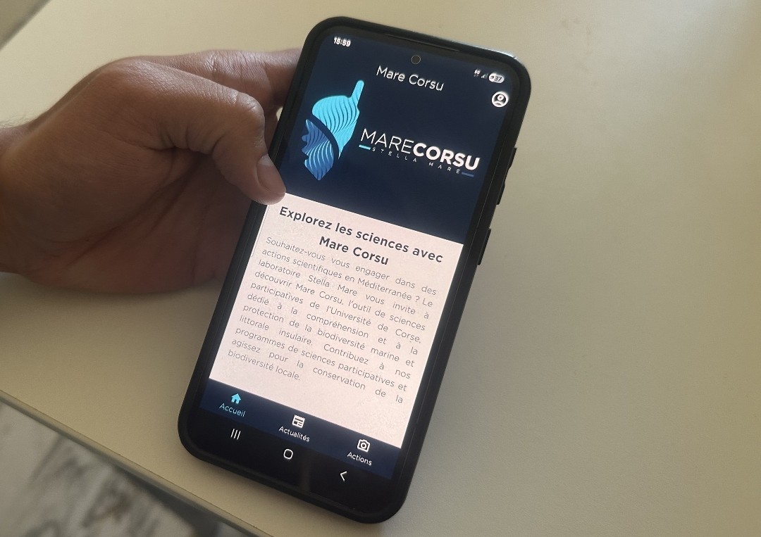 Grâce à l'application Mare Corsu, chaque citoyen doté d'un smartphone peut participer au recensement et à la protection des espèces marines du littoral. (Photo : Matteo Lanfranchi)