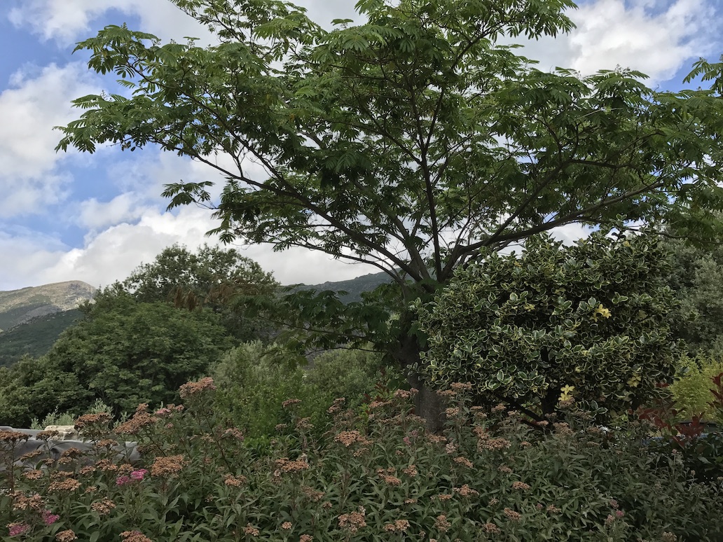 U tempu in Corsica