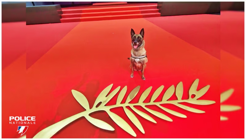 Une retraite bien méritée : après huit ans de bons et loyaux services, la malinois Naty a tiré sa révérence sur le célèbre tapis rouge cannois. (©  Facebook Police Nationale)