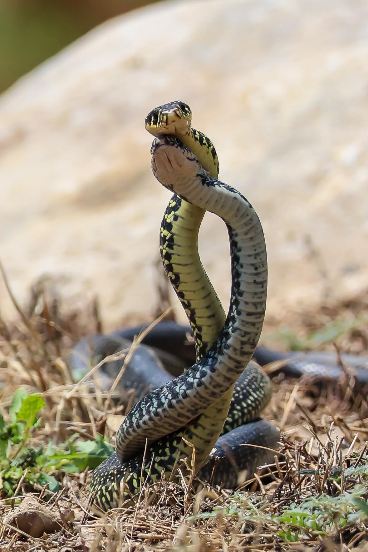 (Photo et vidéo Hervé Tusoli)