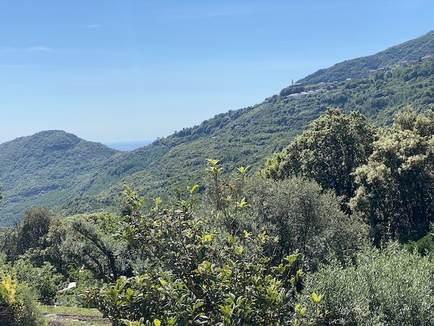 U tempu in Corsica