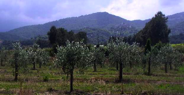 Jeune plantation de Ghjermana à Castellare di Casinca.