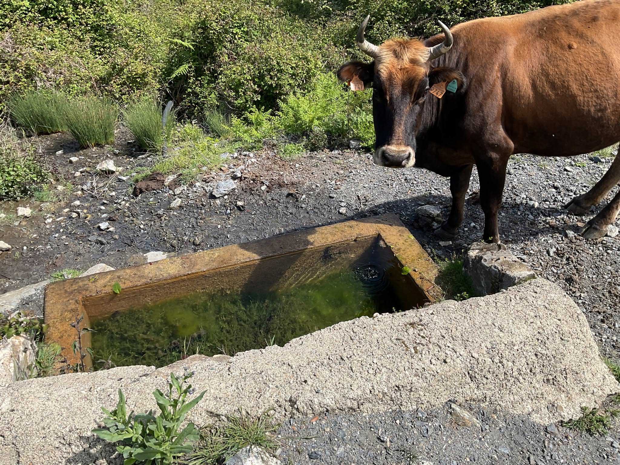 Bustanicu - Des abreuvoirs en montagne pour les animaux