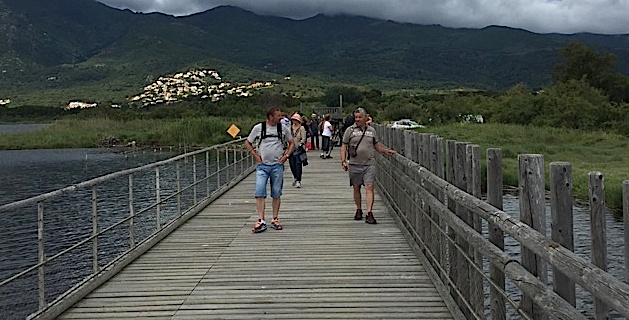 La Réserve naturelle de Biguglia sur la "fréquence grenouille" 