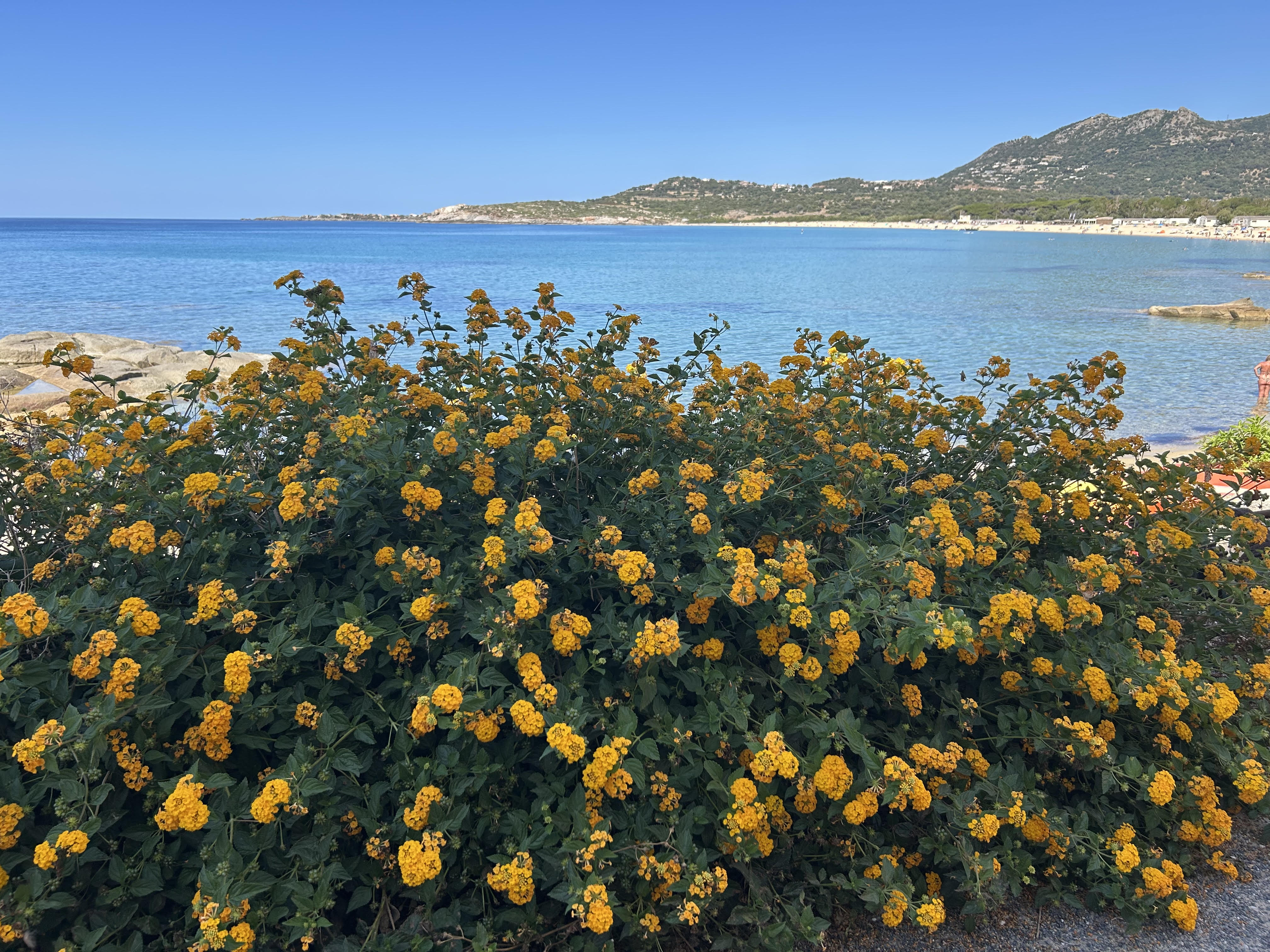 Algajola (Mylène Sabiani)