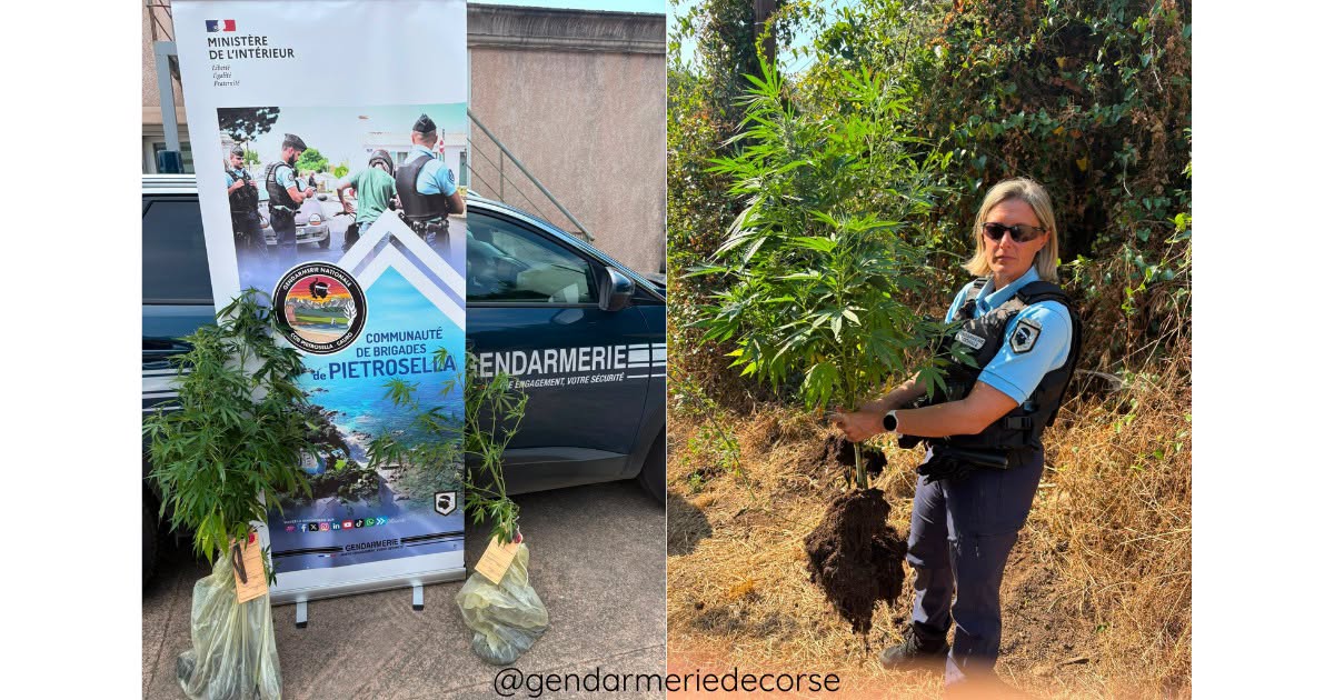 (Photo : Gendarmerie de Corse)