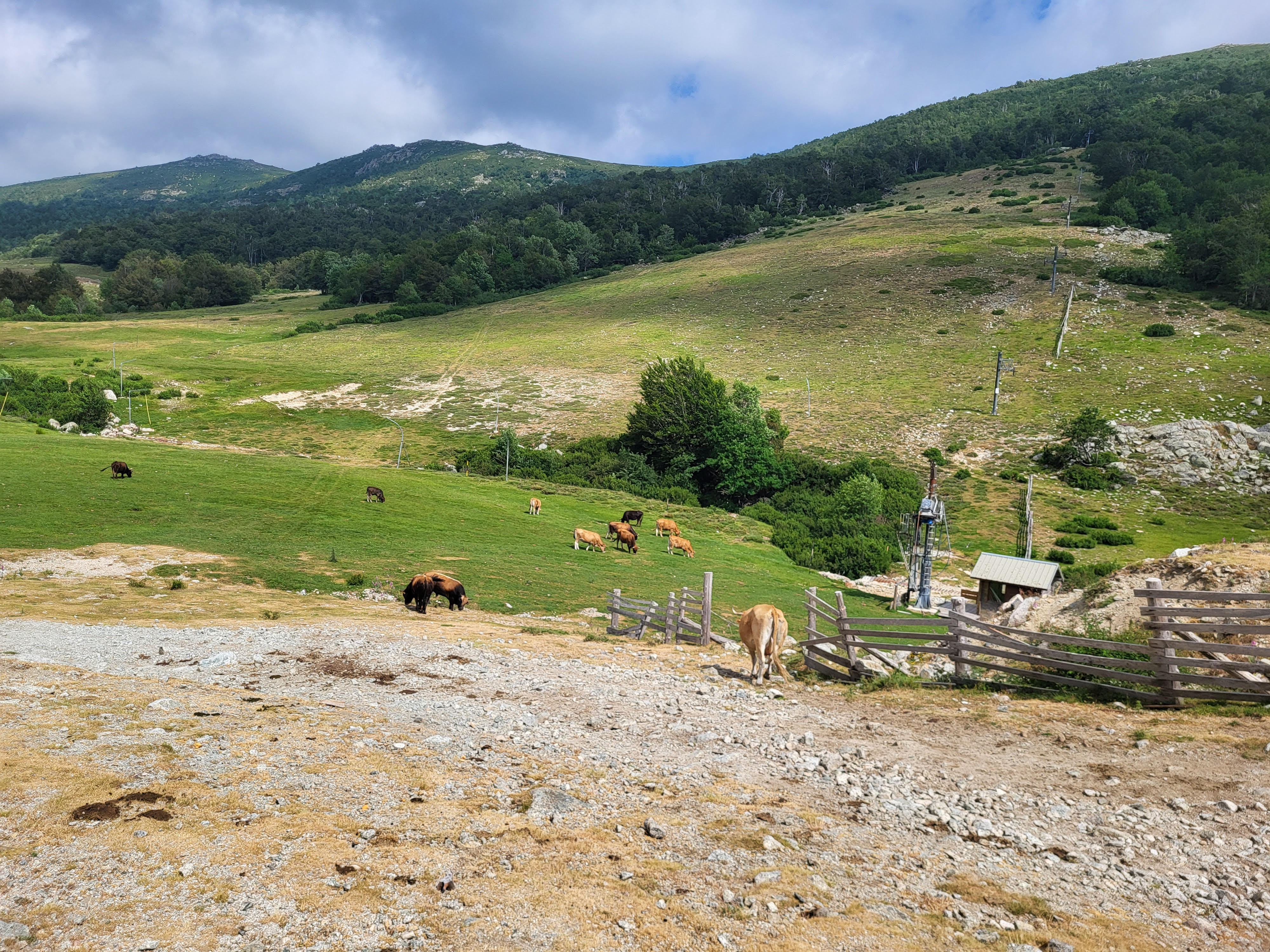 Pateau d'Ese : les vaches remplacent les skieurs (Emmanuel Santoni)