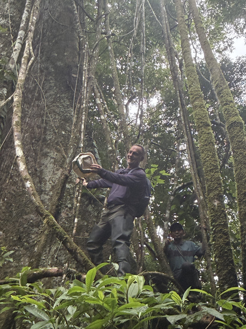 Christophe et l'arbre sacré : Le Ceiba.