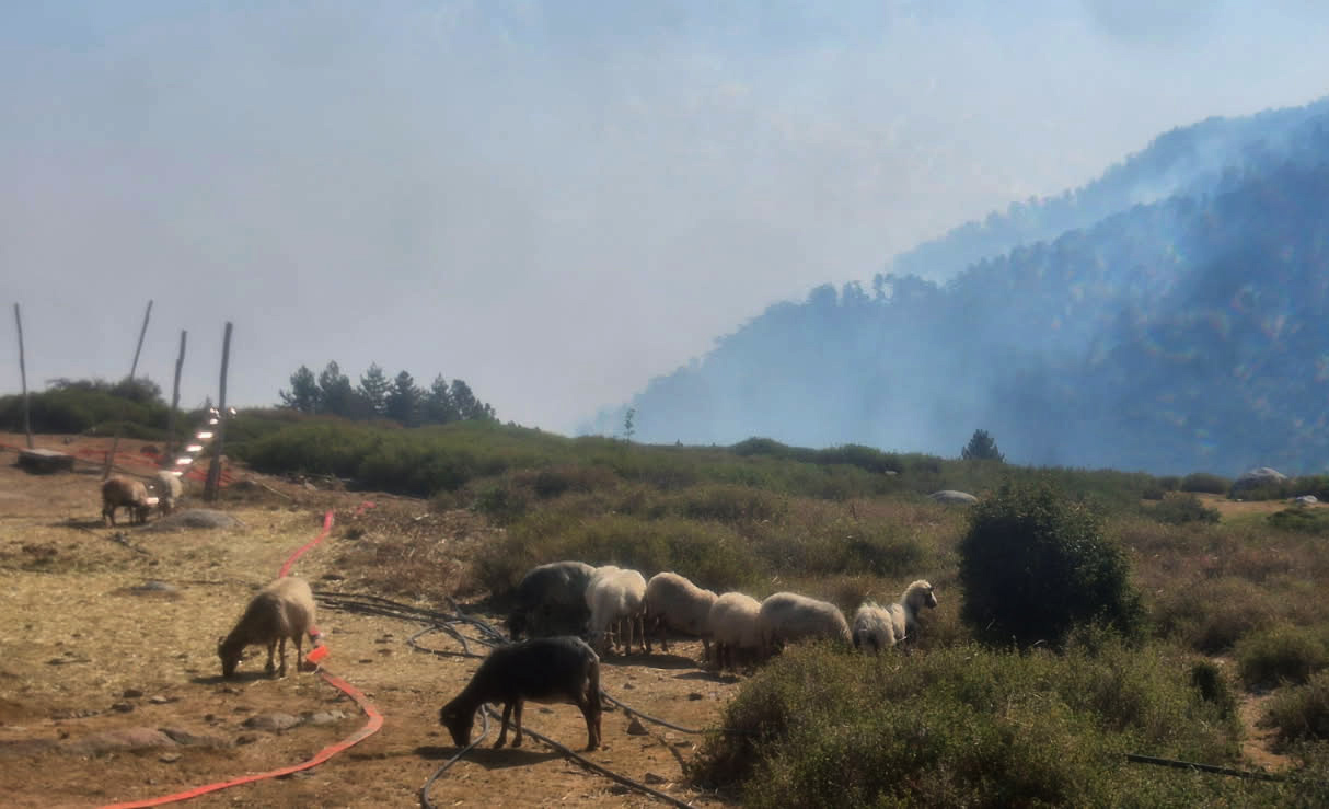Incendie de la Restonica - Témoignage : Dumè Gambini avoue « avoir eu très peur ! »