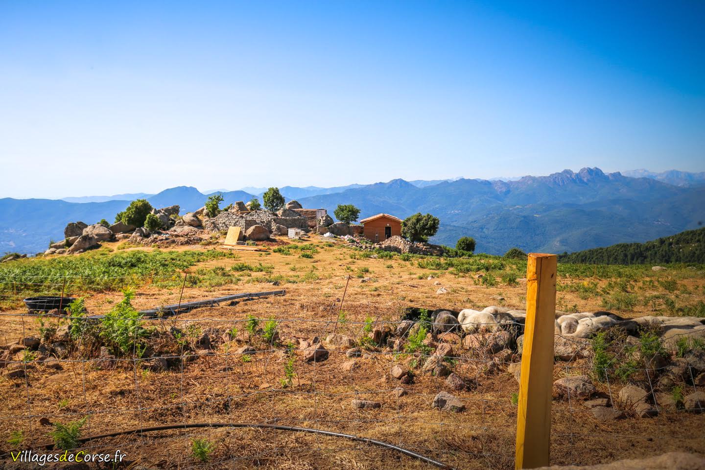 À Arghjusta è Muricciu, un projet pour redonner vie aux bergeries de Pian di Selva