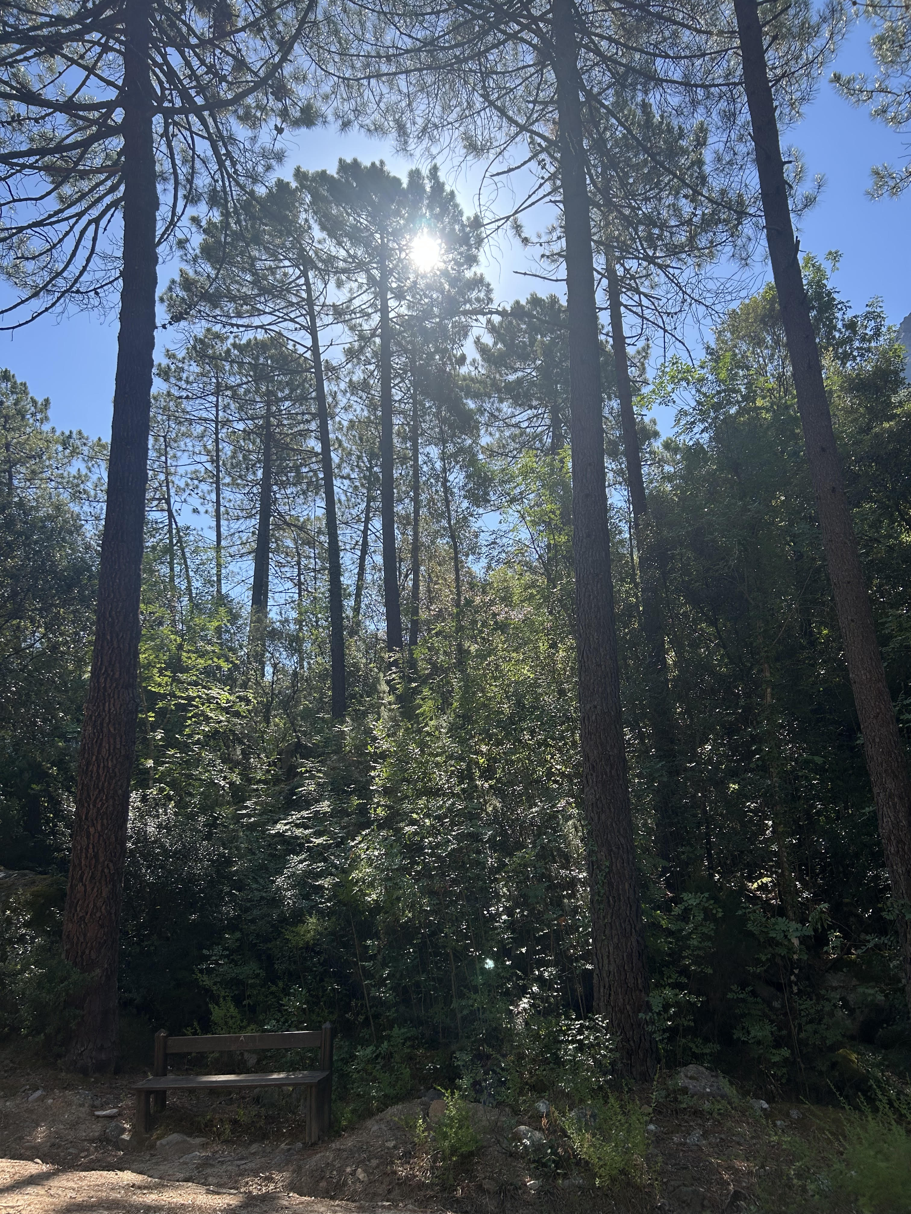 Dans la forêt de Bonifatu (Mylène Sabiani)