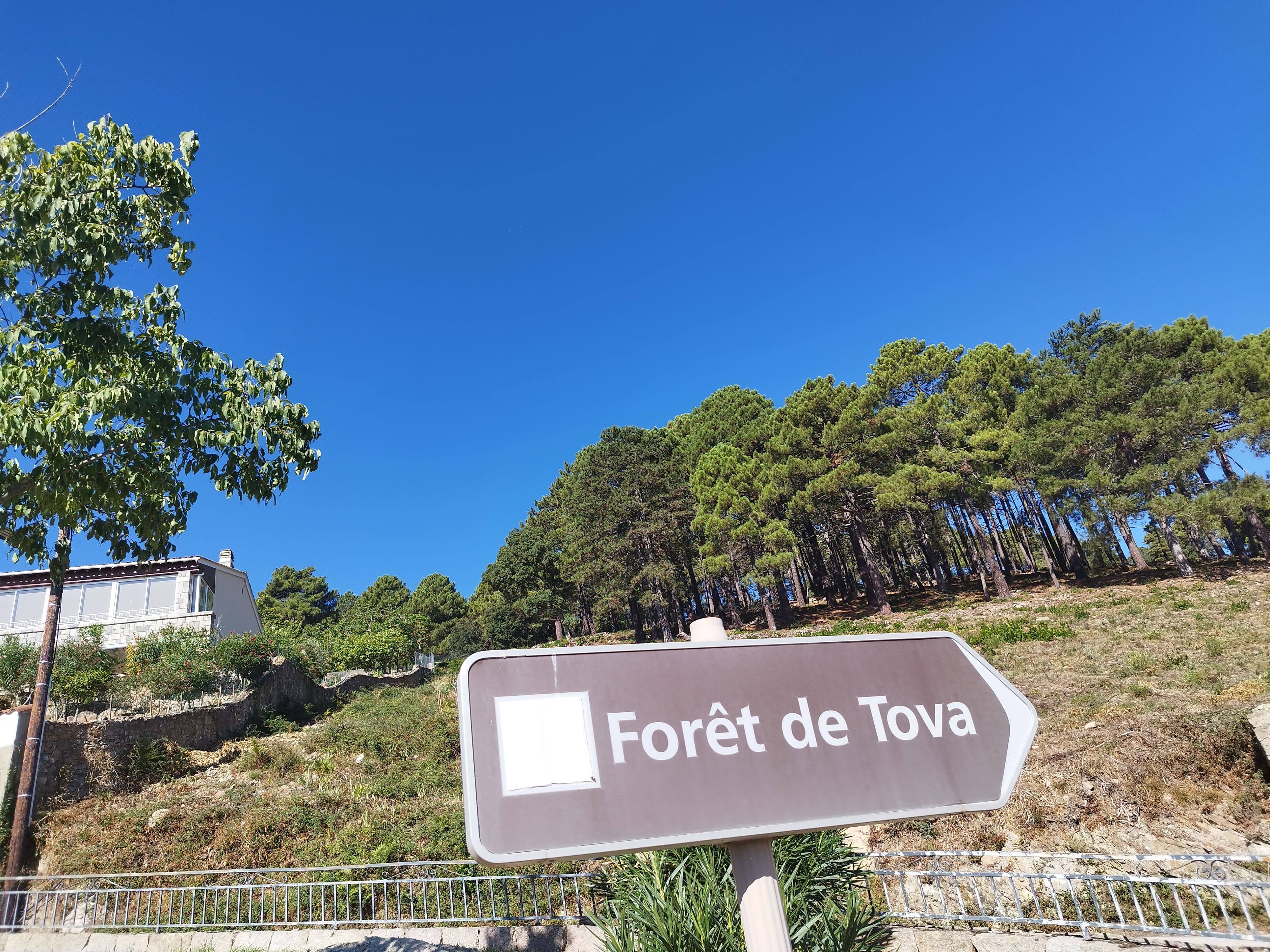 Propriété de la Collectivité de Corse, la forêt de Tova s'étend sur les communes de Solaro, Chisà et Sari-Solenzara.