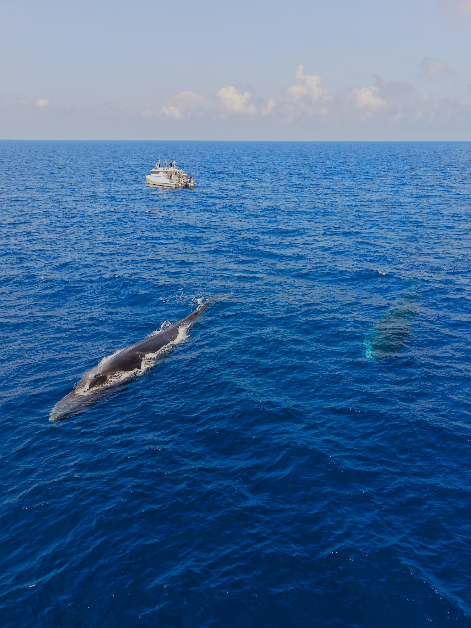 Au large de la Corse, un été record en termes d'observation révèle les trésors de biodiversité de la Méditerranée