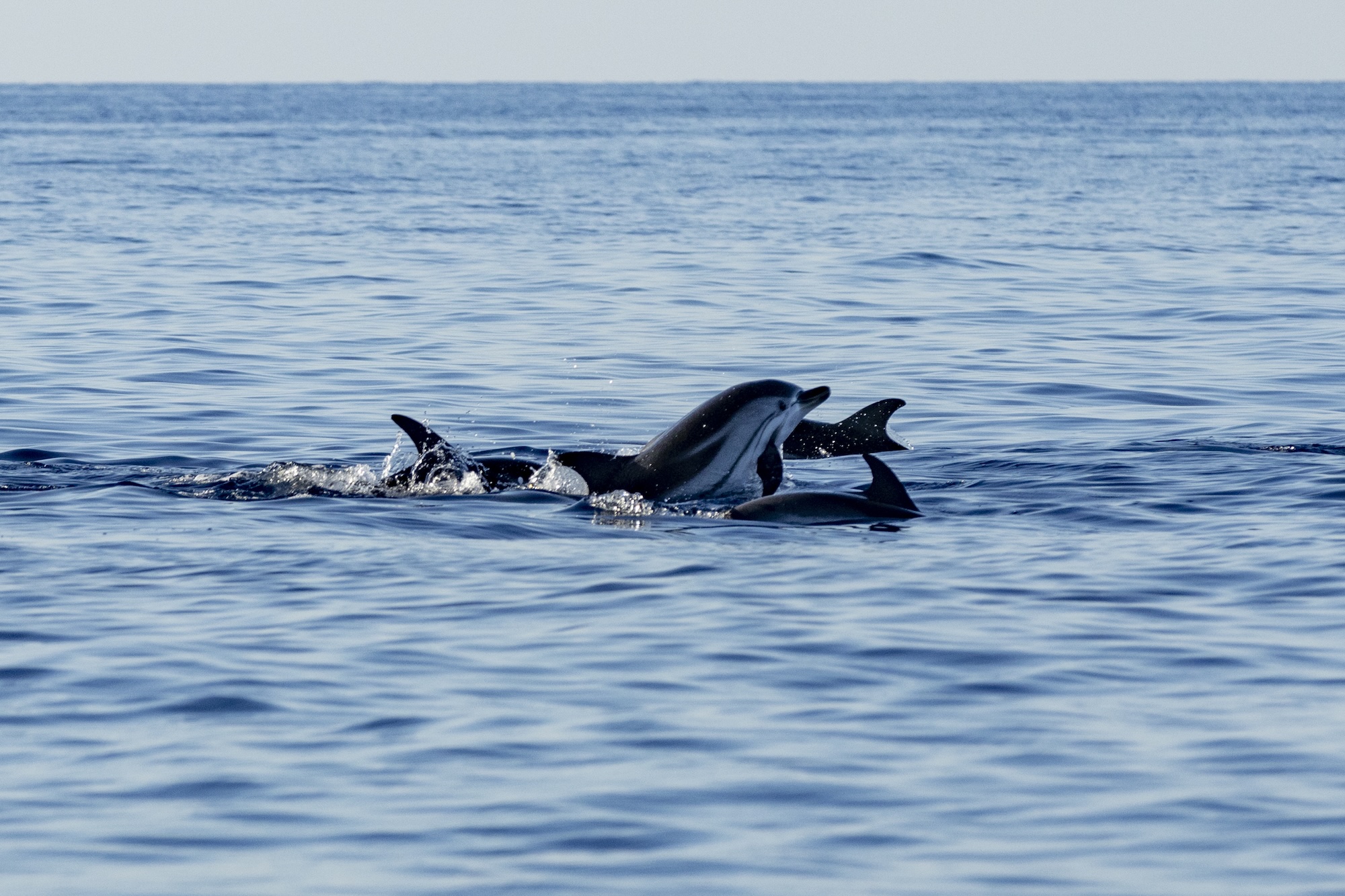 Au large de la Corse, un été record en termes d'observation révèle les trésors de biodiversité de la Méditerranée