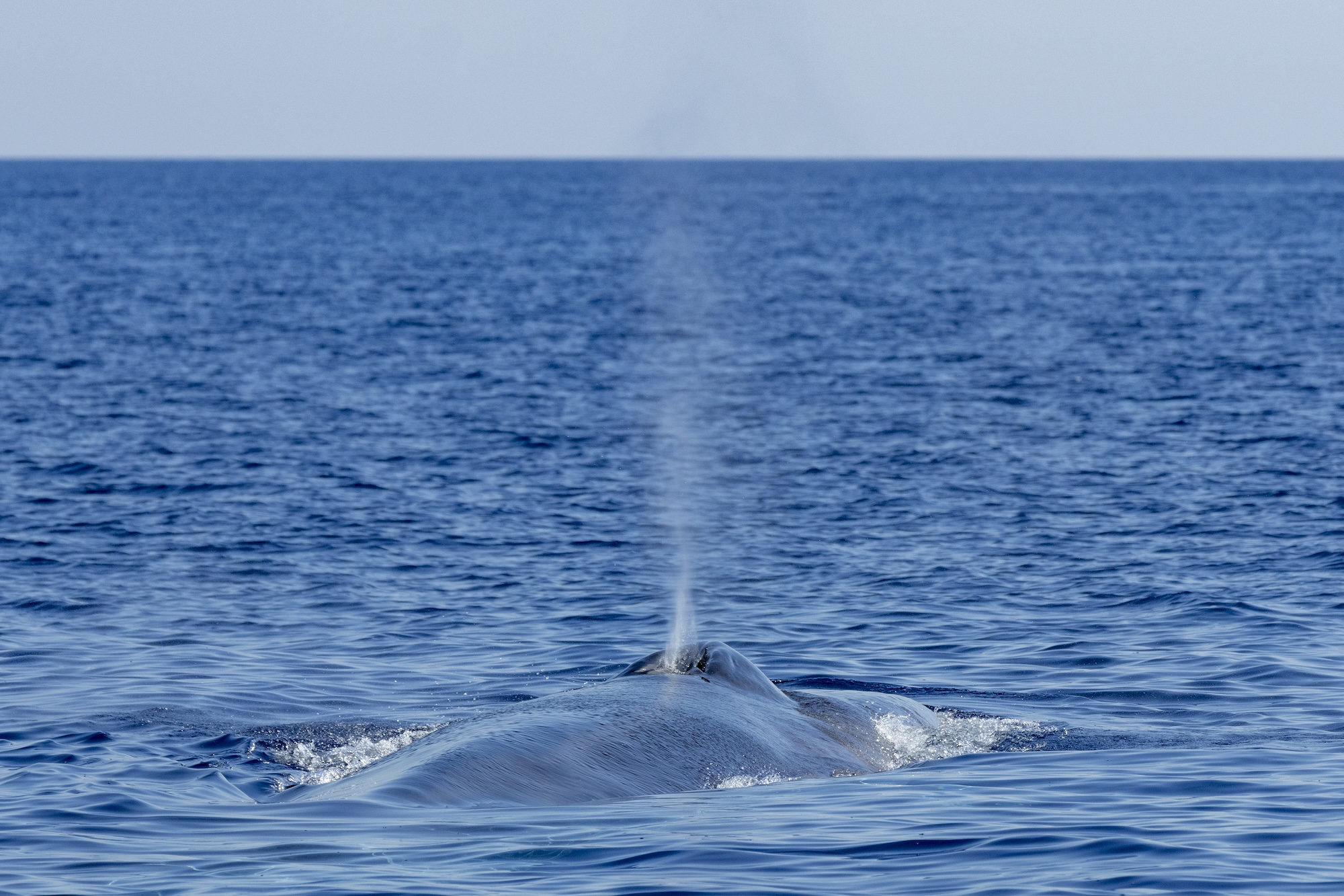 Au large de la Corse, un été record en termes d'observation révèle les trésors de biodiversité de la Méditerranée
