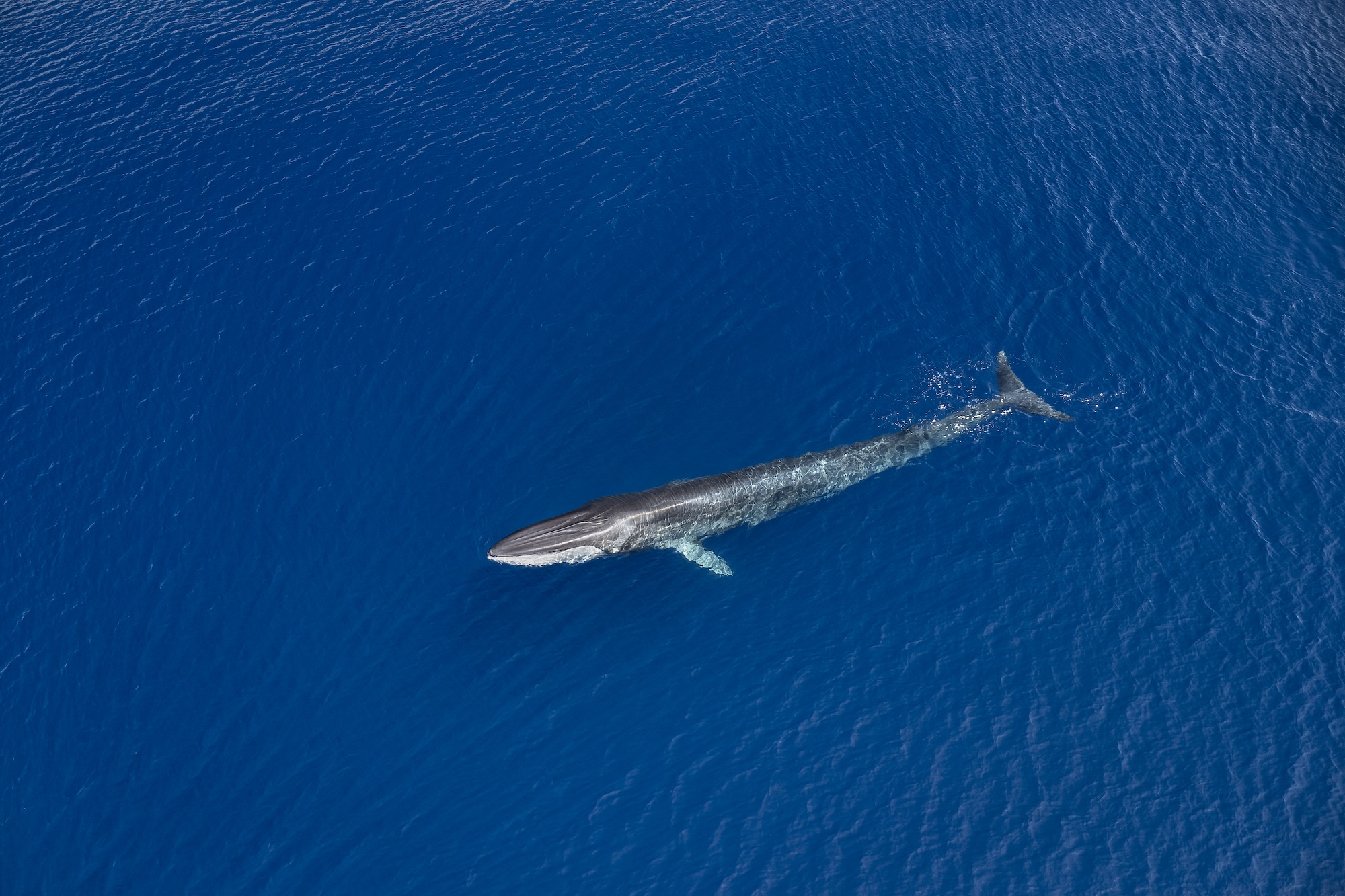 Au large de la Corse, un été record en termes d'observation révèle les trésors de biodiversité de la Méditerranée