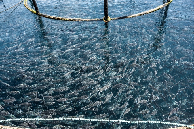 Ajaccio : À la Parata, l’avenir de la ferme aquacole de Gloria Maris au cœur d’un nouveau bras de fer