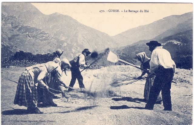 Ancienne représentation du battage du blé en Corse