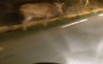 Les vaches sont toujours sur les routes de Corse…