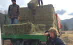 Ponte-Leccia : Après les intempéries, la solidarité agricole s’organise