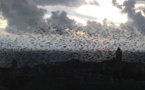 Bastia  : Nuées d'étourneaux sur la ville...