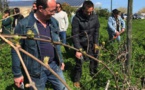 Core in Fronte : Une operata symbolique sur le domaine viticole de Casabianca