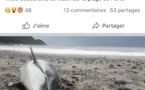 Porto : Un dauphin retrouvé mort sur la plage 