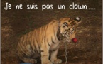Le collectif "La Corse dit Stop aux cirques avec animaux" manifeste et se félicite…