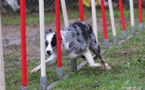 Corse : Le club d’agility canine Athleti’Dogs entre dans le cercle des concours