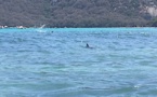 Santa Giulia : La SNSM au secours d’un dauphin