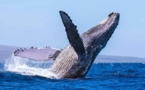 INSOLITE - Une baleine à bosse aperçue en Méditerranée, au large de la Corse