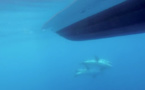 VIDEO - A la rencontre des dauphins de Risso au large du Cap Corse