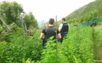 Cuttoli-Cortichiato : à qui est la plantation de cannabis ?
