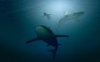 Les requins vont-ils disparaître de la Méditerranée?