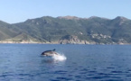 Le morbillivirus à l’origine de l’hécatombe des dauphins en Méditerranée 