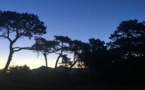 La photo du jour : lever de Soleil sur la pinède de Calvi