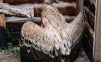 Les agents du parc naturel régional de Corse au chevet d'un vautour fauve