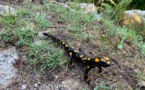 La photo du jour : Rencontre avec une salamandre sur le chemin du refuge de l'Onda