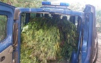 Corse du Sud : 254 pieds et 350 branches de cannabis saisis par les gendarmes