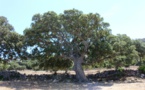 Sartene : le chêne-liège de Cauria sera t-il le plus bel arbre de l'année ?