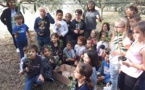 Un an après, les enfants du Nebbiu et de la Conca d'Oru retrouvent leurs oliviers