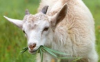Confinement : l'agneau pascal boudé par les Corses ?