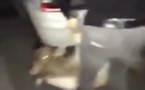 Un homme interpellé après avoir été identifié sur une vidéo où il jette un veau dans le vide