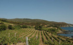 511 000 hectolitres de vin disponibles au début de la campagne 2012-2013