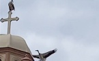 VIDEO - Un couple de cigognes fait une pause sur le clocher de Piana