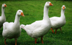 Grippe aviaire : des cas détectés en Corse-du-Sud