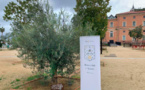 Un olivier de la paix planté par le Rotary Club d’Ajaccio sur la place Campinchi
